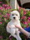 Labradoodle Puppies for sale in Midlothian, TX, USA. price: $800