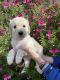Labradoodle Puppies for sale in Midlothian, TX, USA. price: NA
