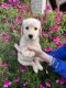 Labradoodle Puppies for sale in Midlothian, TX, USA. price: $800