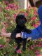 Labradoodle Puppies for sale in Midlothian, TX, USA. price: $500