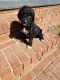 Labradoodle Puppies for sale in Chatsworth, GA 30705, USA. price: $600