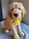 Labradoodle Puppies for sale in San Diego, CA, USA. price: NA