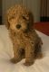 Labradoodle Puppies for sale in Antelope, CA, USA. price: $1,500