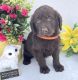 Labradoodle Puppies for sale in Beaverton, AL 35544, USA. price: $600