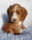 Labradoodle Puppies for sale in Greensboro, NC, USA. price: NA