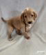 Labradoodle Puppies for sale in Fort Collins, CO, USA. price: $800