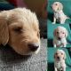 Labradoodle Puppies for sale in Eno Valley, NC 27712, USA. price: NA