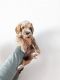 Labradoodle Puppies for sale in Saratoga Springs, UT, USA. price: NA