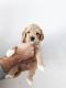 Labradoodle Puppies for sale in Saratoga Springs, UT, USA. price: NA