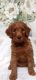 Labradoodle Puppies for sale in Dunnellon, FL, USA. price: $1,200