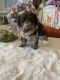 Labradoodle Puppies for sale in 11241 Center Rd, Garrettsville, OH 44231, USA. price: NA