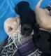 Labradoodle Puppies for sale in Chesterfield, MI 48051, USA. price: NA