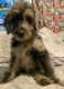 Labradoodle Puppies for sale in St. Petersburg, FL, USA. price: NA