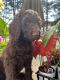 Labradoodle Puppies for sale in 173 Yadkin Falls, New London, NC 28127, USA. price: NA