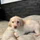 Labradoodle Puppies for sale in Las Vegas, NV, USA. price: $1,800