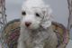 Labradoodle Puppies for sale in West Sunbury, PA, USA. price: NA