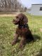 Labradoodle Puppies for sale in Ann Arbor, MI, USA. price: NA