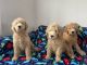 Labradoodle Puppies for sale in San Diego, CA, USA. price: $1,500