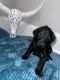 Labradoodle Puppies for sale in Elgin, SC, USA. price: $1,300