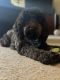 Labradoodle Puppies for sale in Yonkers, NY, USA. price: $2,800
