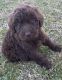 Labradoodle Puppies for sale in Azle, TX 76020, USA. price: $600
