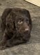 Labradoodle Puppies for sale in Bartlesville, OK, USA. price: $900