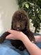 Labradoodle Puppies for sale in Perris, CA, USA. price: $2,300
