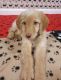 Labradoodle Puppies for sale in Mechanicsville, MD 20659, USA. price: NA
