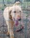Labradoodle Puppies for sale in 12330 Beechnut Ct, Woodbridge, VA 22192, USA. price: $250
