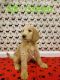 Labradoodle Puppies for sale in Mechanicsville, MD 20659, USA. price: $300