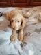 Labradoodle Puppies for sale in 12330 Beechnut Ct, Woodbridge, VA 22192, USA. price: $500