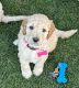Labradoodle Puppies for sale in Gilbert, AZ, USA. price: NA