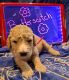 Labradoodle Puppies for sale in Jensen Beach, FL 34957, USA. price: NA