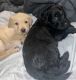 Labradoodle Puppies for sale in Chesterfield, MI 48051, USA. price: $2,600