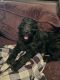 Labradoodle Puppies for sale in Crawfordville, GA 30631, USA. price: NA