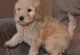 Labradoodle Puppies for sale in Miami, FL, USA. price: $700