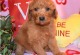 Labradoodle Puppies for sale in Miami, FL, USA. price: NA