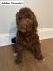 Labradoodle Puppies for sale in Madison, AL, USA. price: $800