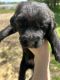 Labradoodle Puppies for sale in Shelbyville, IN 46176, USA. price: NA