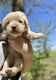 Labradoodle Puppies for sale in Shelbyville, IN 46176, USA. price: NA