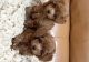 Labradoodle Puppies for sale in Dallas, TX, USA. price: NA