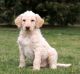 Labradoodle Puppies for sale in West Haven, CT 06516, USA. price: $650