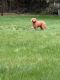 Labradoodle Puppies for sale in Rainier, WA 98576, USA. price: NA
