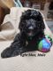 Labradoodle Puppies for sale in Manchester, KS 67410, USA. price: $900
