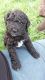 Labradoodle Puppies for sale in Independence, OR 97351, USA. price: $1,200