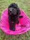 Labradoodle Puppies for sale in Port St. Lucie, FL 34953, USA. price: NA