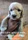Labradoodle Puppies for sale in Shelby, NC, USA. price: $1,200