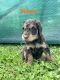 Labradoodle Puppies for sale in Thetford Center, VT 05075, USA. price: NA