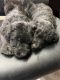 Labradoodle Puppies for sale in Morganfield, KY 42437, USA. price: $500