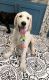 Labradoodle Puppies for sale in Sanger, TX 76266, USA. price: NA